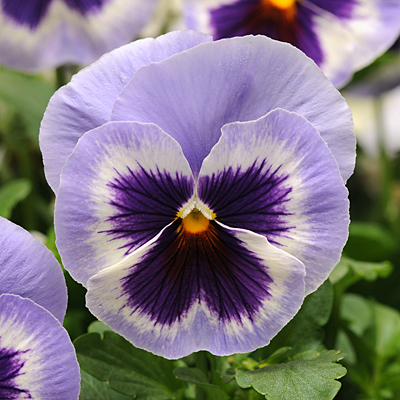 Виола виттрока (Viola wittrockiana) Matrix Blue Wing, 100 семян