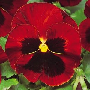 Виола виттрока (Viola wittrockiana) Matrix Red Blotch, 100 семян