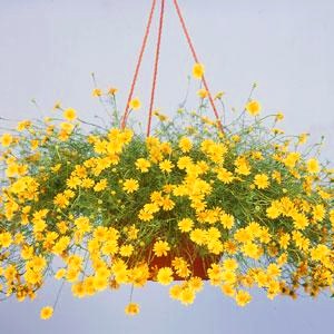 Тимофилла тонколопастная (Thymophylla tenuiloba) Golden Dawn, 0,5г семян