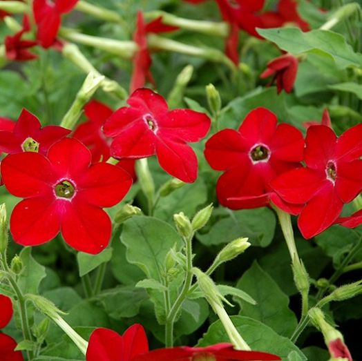 Табак крылатый (Nicotiana alata) Saratoga Red, 100 драже