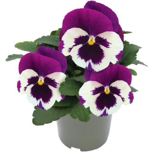 Виола Виттрока (Viola wittrockiana) Inspire DeluXXe White Violet Wing, 100 семян