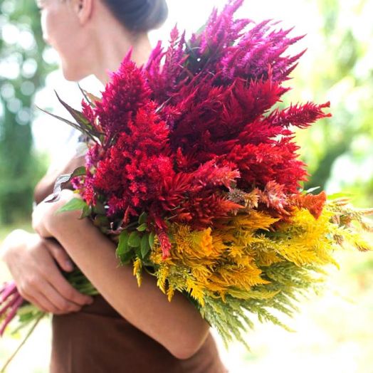 Целозия перистая (Celosia plumosa) Pampas Plume Mix, 1г семян