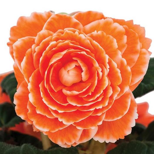 Бегония клубневая (Begonia tuberosa) Amerihybrid Picotee Lace Apricot, 25 драже