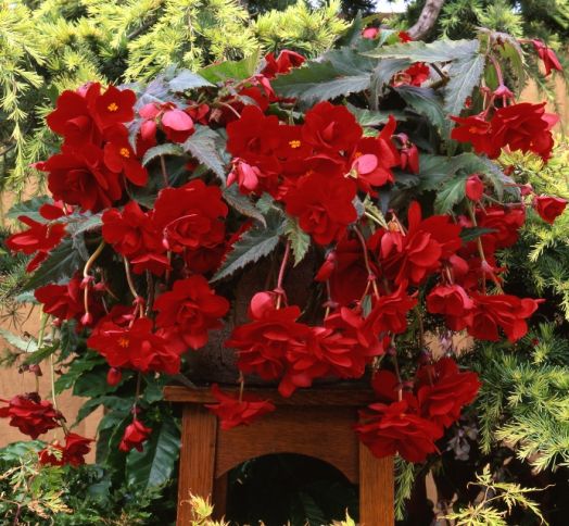 Бегония клубневая каскадная (Begonia tuberosa) Sun Dancer Red, 25 драже