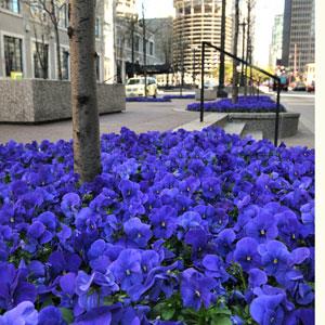 Виола виттрока (Viola wittrockiana) Panola True Blue, 100 семян