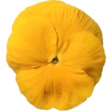 Виола виттрока (Viola wittrockiana) Power Clear Yellow, 100 семян