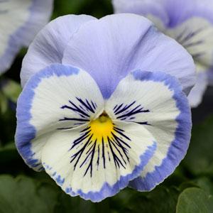 Виола виттрока (Viola wittrockiana) Promise Blue White Whiskers, 100 семян