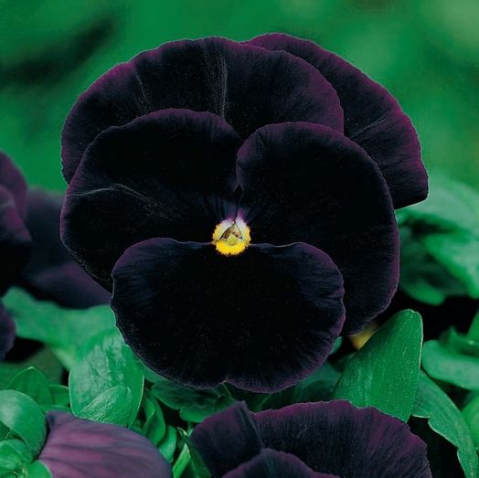 Виола виттрока (Viola wittrockiana F1) Black Knight, 0,5г семян