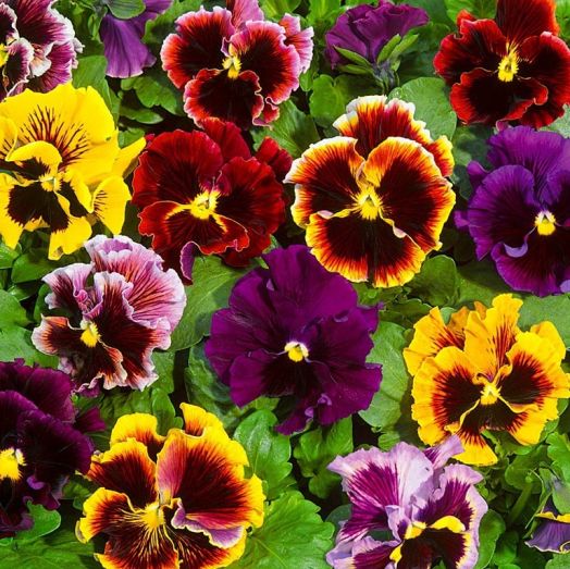 Виола виттрока (Viola wittrockiana) Germanica Mix, 0,5г семян