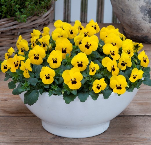 Виола рогатая (Viola cornuta) Floral Power Yellow Blotch, 100 семян