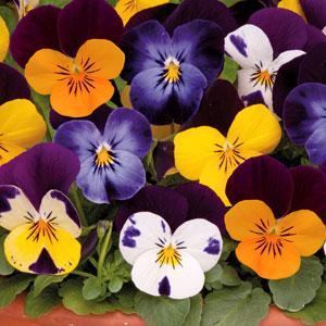 Виола рогатая (Viola cornuta) Sorbet Jump Up Mix, 100 семян