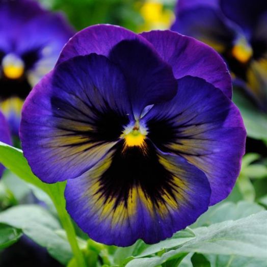 Виола рогатая (Viola cornuta) Sorbet Midnight Glow, 100 семян