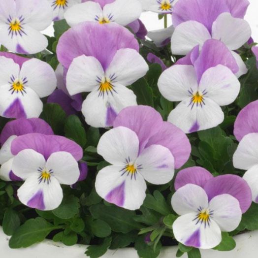 Виола рогатая (Viola cornuta) Sorbet Pink Wing, 100 семян