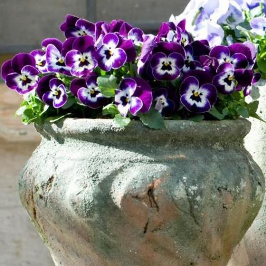 Виола рогатая (Viola cornuta) Sorbet Purple Face, 100 семян