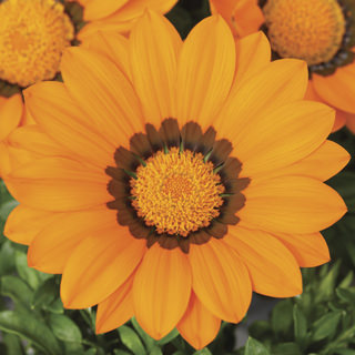 Гацания жестковатая (Gazania rigens F1) Gazoo Orange with Ring, 100шт семян