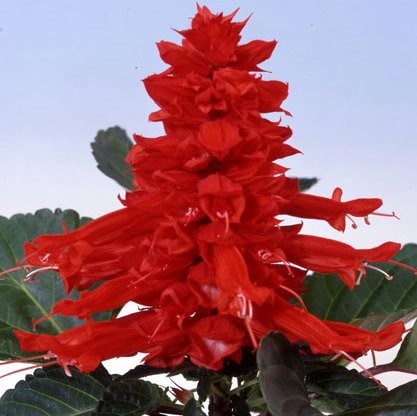 Сальвия блестящая (Salvia splendens) Amore scarlet, 100 семян