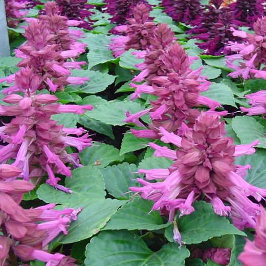 Сальвия блестящая (Salvia splendens) Reddy lavender, 250 семян