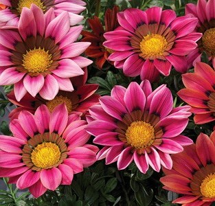 Гацания жестковатая (Gazania rigens) Kiss Rose, 100 семян