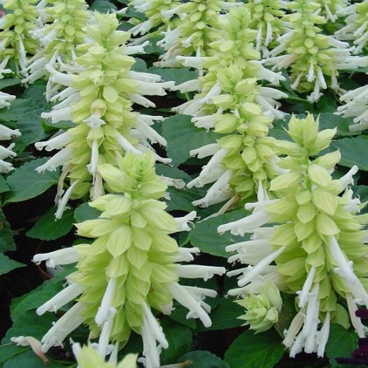 Сальвия блестящая (Salvia splendens) Reddy white, 250 семян