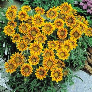 Гацания жестковатая (Gazania rigens) New Day Red Stripe, 100 семян