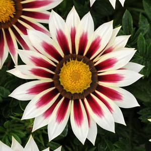 Гацания жестковатая (Gazania rigens) New Day Rose Stripe, 100 семян