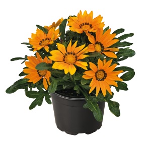 Гацания жестковатая (Gazania rigens) Zany Orange, 100 семян