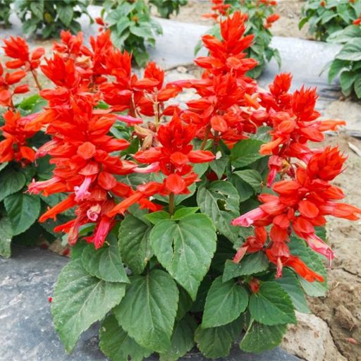 Сальвия блестящая (Salvia splendens) Rocket, 1г семян