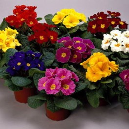 Примула бесстебельная (Primula acaulis) Danova Mix F1, 50 семян