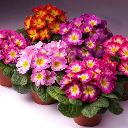 Примула бесстебельная (Primula acaulis) Pioneer flame mix, 50 семян