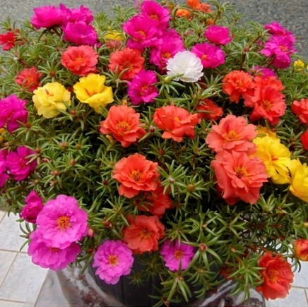 Портулак крупноцветковый (Portulaca grandiflora) Happy Trails Mix, 50 мультидраже