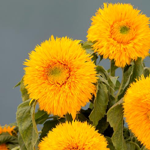 Подсолнечник однолетний (Helianthus annuus) Sunking, 50 семян
