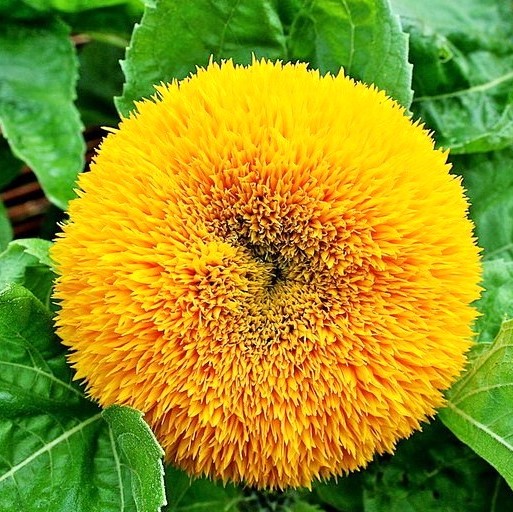 Подсолнечник однолетний (Helianthus annuus) Teddy Bear, 5г семян