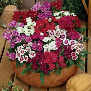 Гвоздика гибридая (Dianthus chinensis x barbatus) Ideal Select Mix, 50 драже