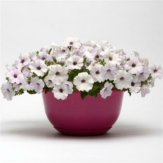 Петуния ампельная (Petunia trayling F1) Easy Wave Silver, 50 драже