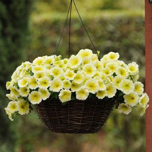 Петуния ампельная (Petunia trayling F1) Easy Wave Yellow, 50 драже
