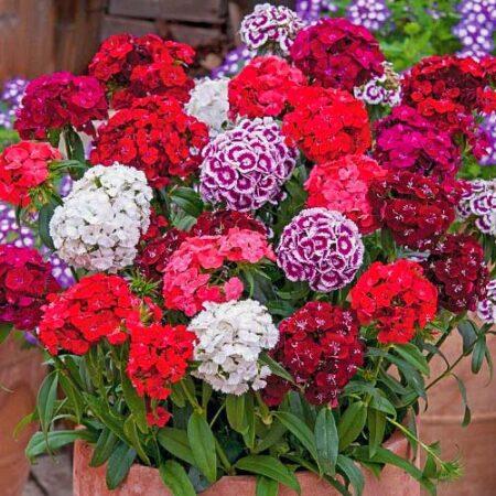 Гвоздика турецкая (Dianthus barbatus) Summertimes Mixed, 1г семян