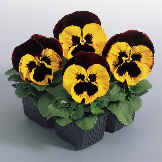 Виола Виттрока (Viola wittrockiana) Inspire Yellow Red Wing, 100 семян