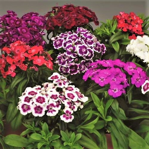 Гвоздика бородатая (Dianthus barbatus) Barbarini Formula Mix, 50 семян