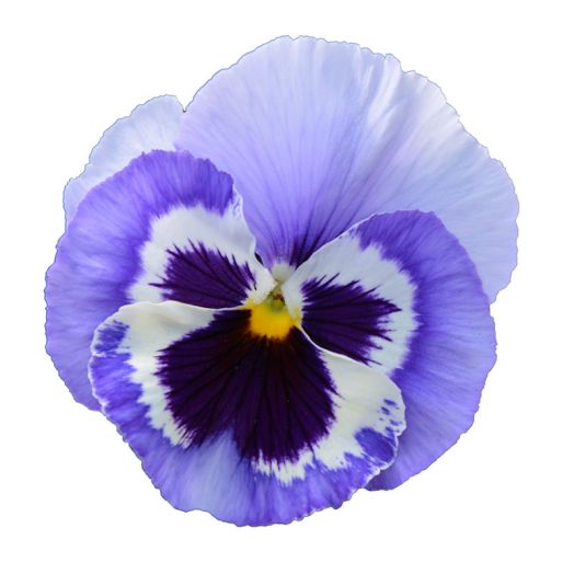 Виола виттрока (Viola wittrockiana) Power Marina, 100 семян