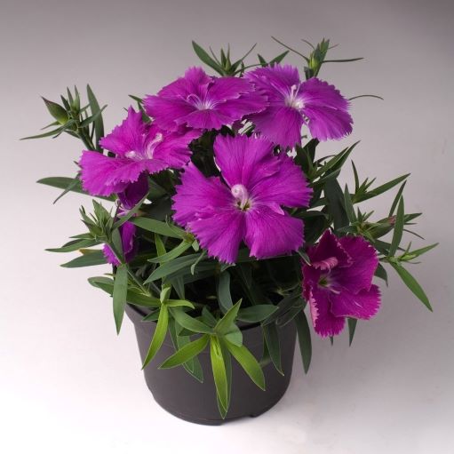 Гвоздика китайская (Dianthus chinensis F1) Diana blueberry, 50 драже
