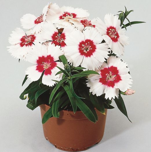 Гвоздика китайская (Dianthus chinensis F1) Diana red centred white, 50 драже
