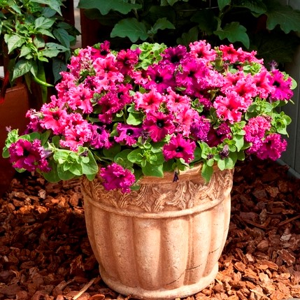 Петуния бахромчатая (Petunia  multiflora F1) Espresso Frappe Mix, 100 драже