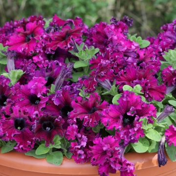 Петуния бахромчатая (Petunia  multiflora F1) Espresso Frappe Ruby, 100 драже