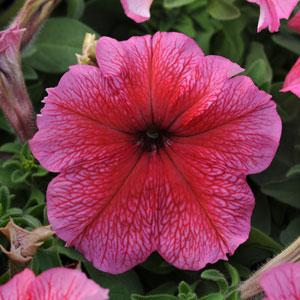 Петуния крупноцветковая (Petunia grandiflora F1) Daddy Red, 250 драже