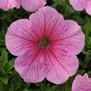Петуния крупноцветковая (Petunia grandiflora F1) Daddy Pink, 250 драже