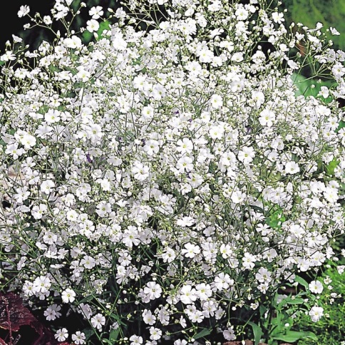 Гипсофила изящная (Gypsophila elegans) White, 1г семян