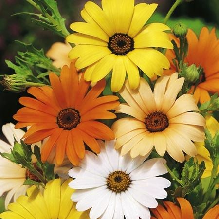 Диморфотека выемчатая (Dimorphotheca sinuata) Mixed, 1г семян