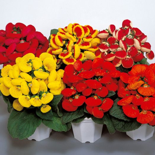Кальцеолярия гибридная (Calceolaria hybrida F1) Dainty Mix, 50 драже