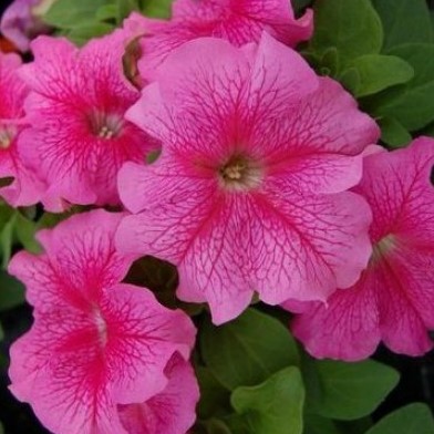 Петуния крупноцветковая (Petunia grandiflora F1) Eagle Pink Vein, 250 драже