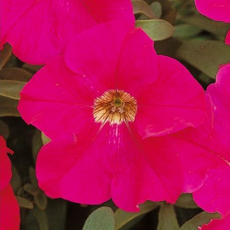 Петуния крупноцветковая (Petunia grandiflora F1) Eagle Rose, 250 драже